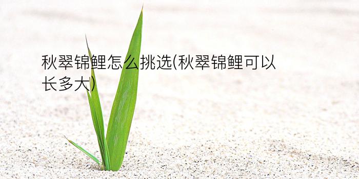 秋翠锦鲤怎么挑选(秋翠锦鲤可以长多大)