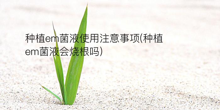 种植em菌液使用注意事项(种植em菌液会烧根吗)