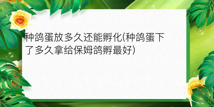 种鸽蛋放多久还能孵化(种鸽蛋下了多久拿给保姆鸽孵最好)