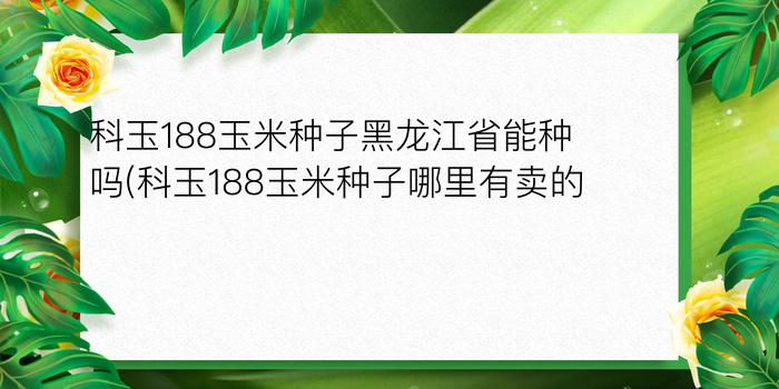 科玉188玉米种子黑龙江省能种吗(科玉188玉米种子哪里有卖的)