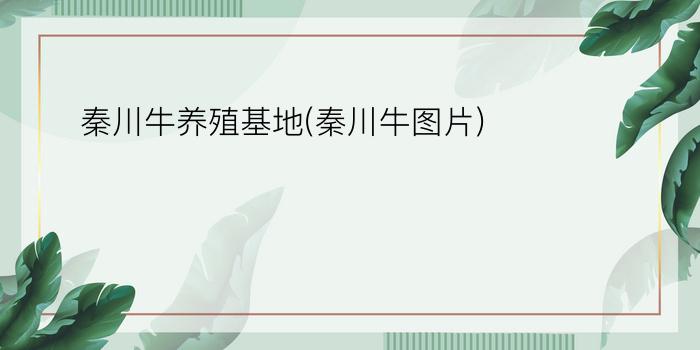 秦川牛养殖基地(秦川牛图片)