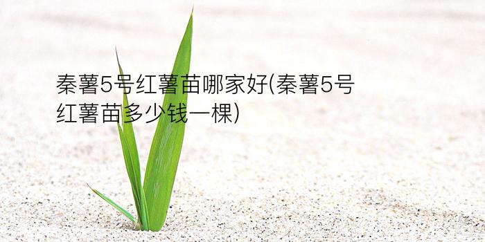 秦薯5号红薯苗哪家好(秦薯5号红薯苗多少钱一棵)