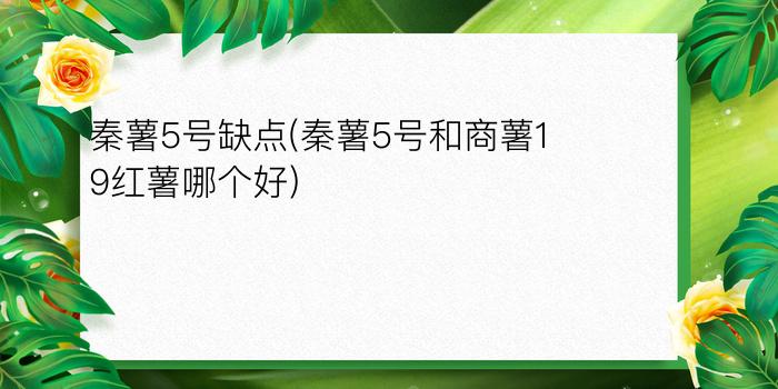 秦薯5号缺点(秦薯5号和商薯19红薯哪个好)