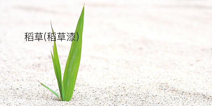 稻草(稻草漆)