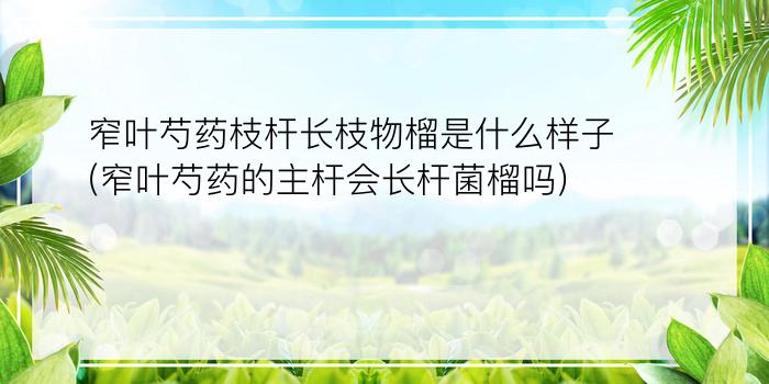 窄叶芍药枝杆长枝物榴是什么样子(窄叶芍药的主杆会长杆菌榴吗?)