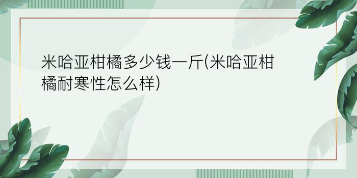 米哈亚柑橘多少钱一斤(米哈亚柑橘耐寒性怎么样)