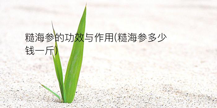 糙海参的功效与作用(糙海参多少钱一斤)