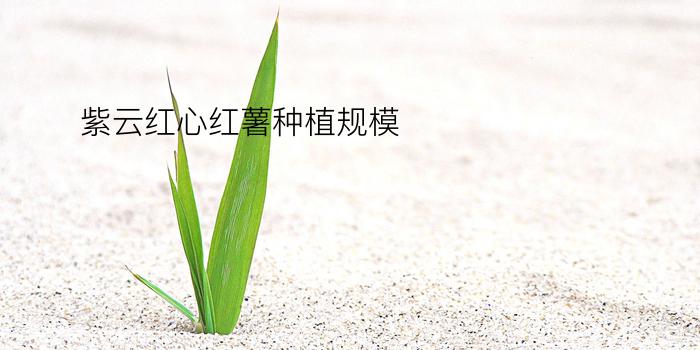 紫云红心红薯种植规模