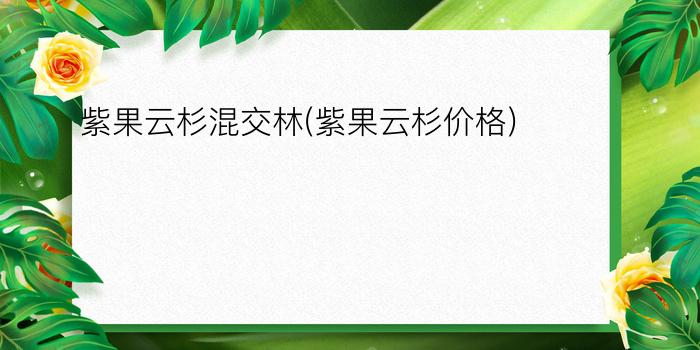 紫果云杉混交林(紫果云杉价格)