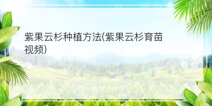 紫果云杉种植方法(紫果云杉育苗视频)