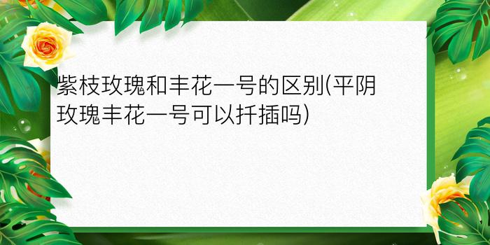 紫枝玫瑰和丰花一号的区别(平阴玫瑰丰花一号可以扦插吗)