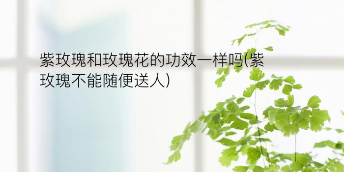 紫玫瑰和玫瑰花的功效一样吗(紫玫瑰不能随便送人)