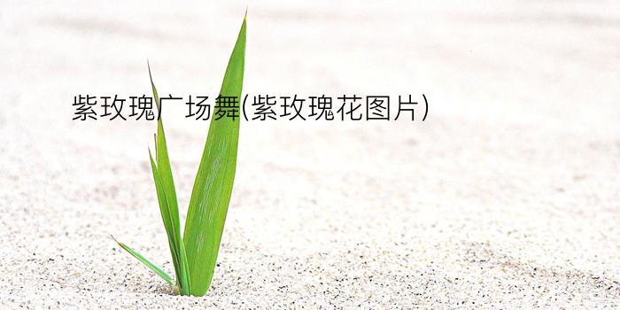 紫玫瑰广场舞(紫玫瑰花图片)