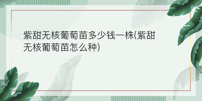 紫甜无核葡萄苗多少钱一株(紫甜无核葡萄苗怎么种)