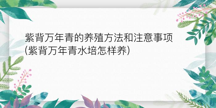 紫背万年青的养殖方法和注意事项(紫背万年青水培怎样养)