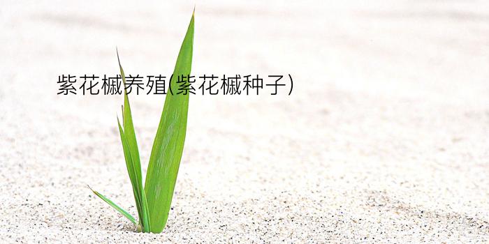 紫花槭养殖(紫花槭种子)