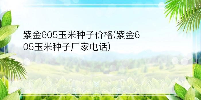 紫金605玉米种子价格(紫金605玉米种子厂家电话)