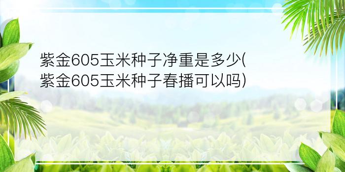 紫金605玉米种子净重是多少(紫金605玉米种子春播可以吗)