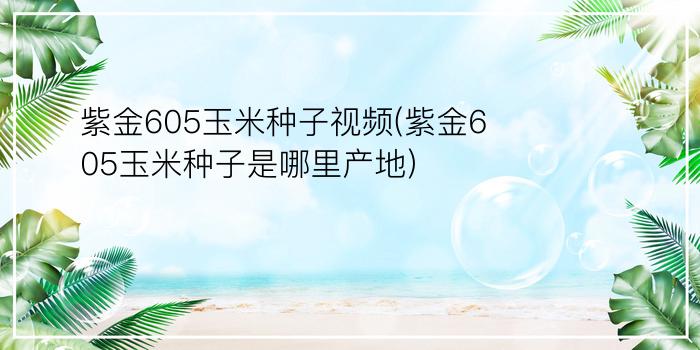 紫金605玉米种子视频(紫金605玉米种子是哪里产地)