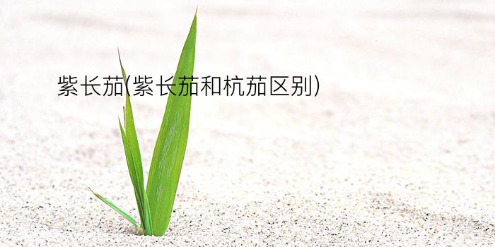 紫长茄(紫长茄和杭茄区别)