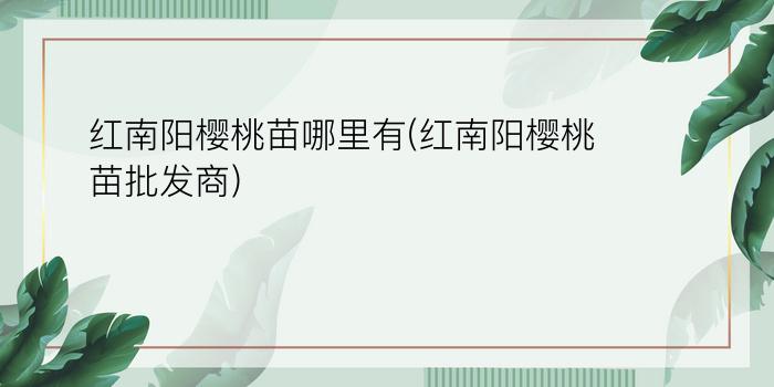 红南阳樱桃苗哪里有(红南阳樱桃苗批发商)