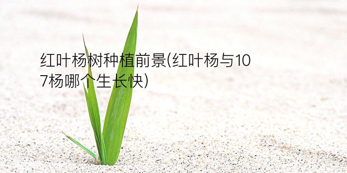 红叶杨树种植前景(红叶杨与107杨哪个生长快)