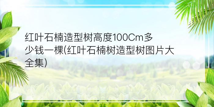 红叶石楠造型树高度100Cm多少钱一棵(红叶石楠树造型树图片大全集)