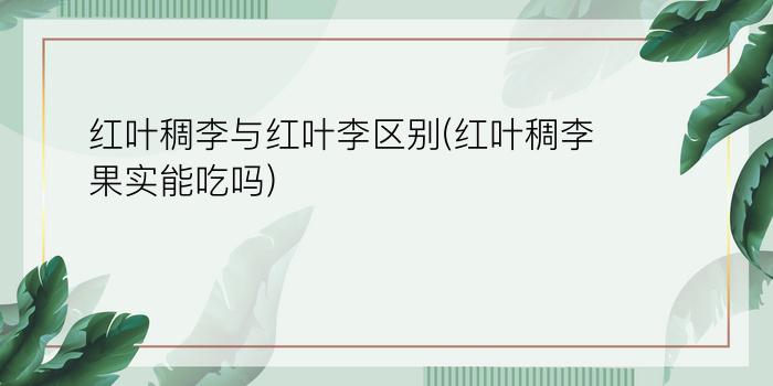 红叶稠李与红叶李区别(红叶稠李果实能吃吗)