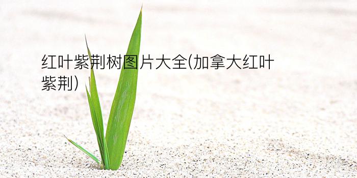 红叶紫荆树图片大全(加拿大红叶紫荆)