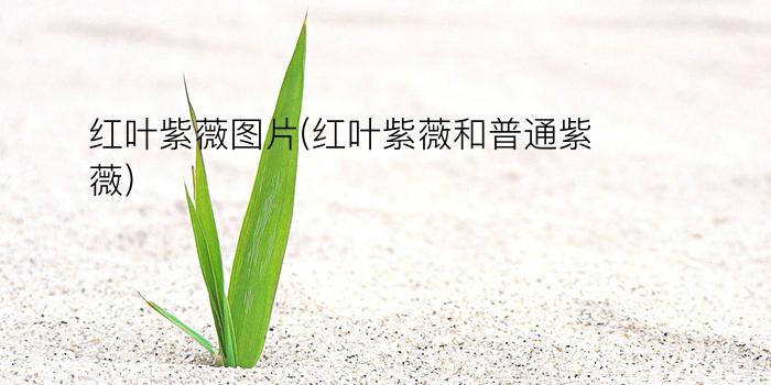 红叶紫薇图片(红叶紫薇和普通紫薇)