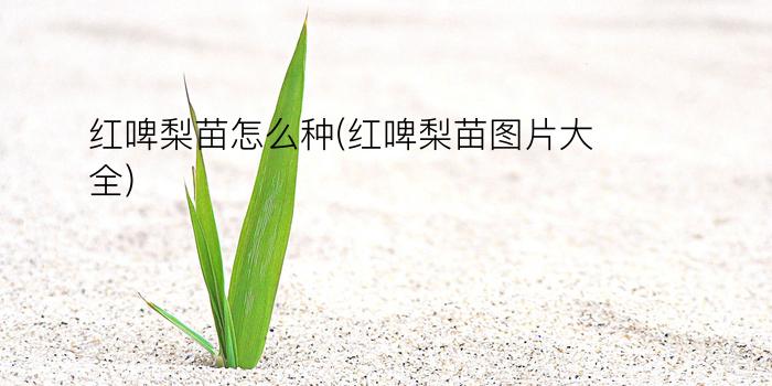 红啤梨苗怎么种(红啤梨苗图片大全)