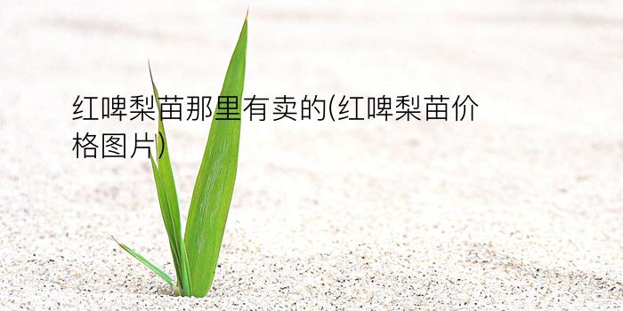 红啤梨苗那里有卖的(红啤梨苗价格图片)