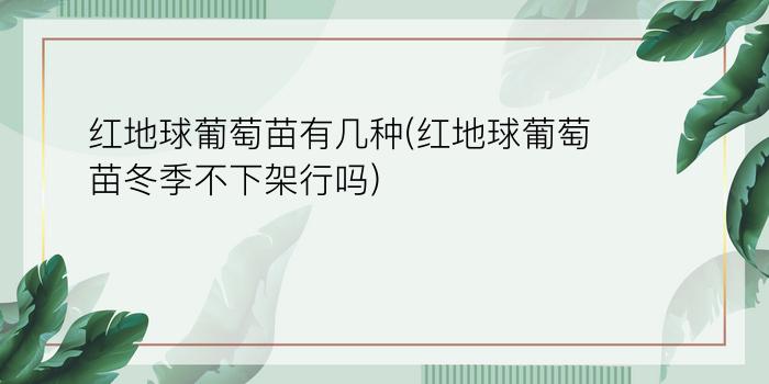 红地球葡萄苗有几种(红地球葡萄苗冬季不下架行吗)