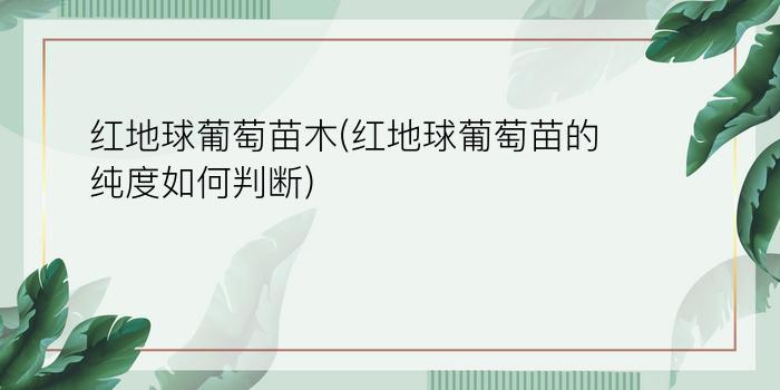 红地球葡萄苗木(红地球葡萄苗的纯度如何判断)