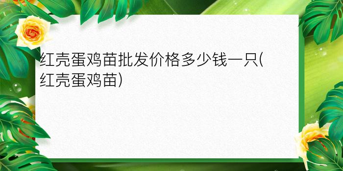 红壳蛋鸡苗批发价格多少钱一只(红壳蛋鸡苗)