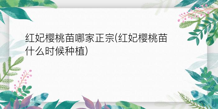 红妃樱桃苗哪家正宗(红妃樱桃苗什么时候种植)