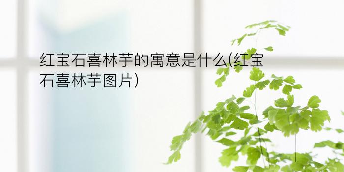 红宝石喜林芋的寓意是什么(红宝石喜林芋图片)