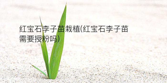 红宝石李子苗栽植(红宝石李子苗需要授粉吗)