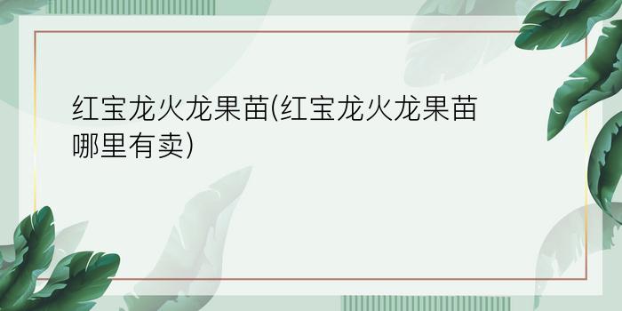 红宝龙火龙果苗(红宝龙火龙果苗哪里有卖)