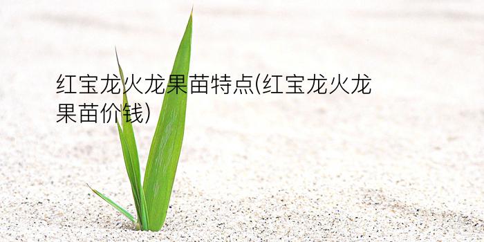 红宝龙火龙果苗特点(红宝龙火龙果苗价钱)