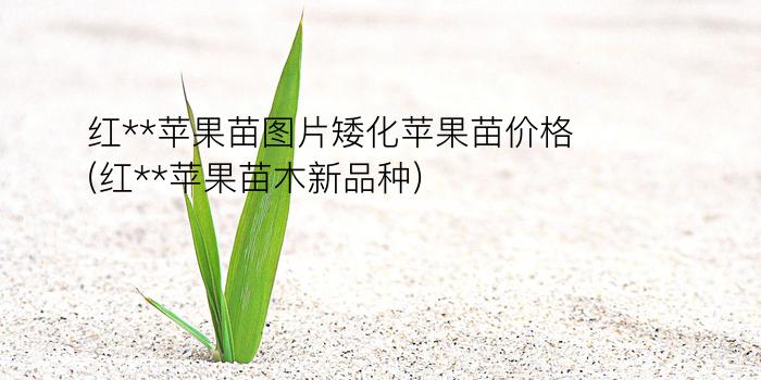 红**苹果苗图片矮化苹果苗价格(红**苹果苗木新品种)