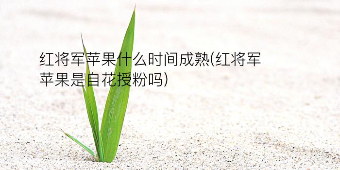 红将军苹果什么时间成熟(红将军苹果是自花授粉吗)