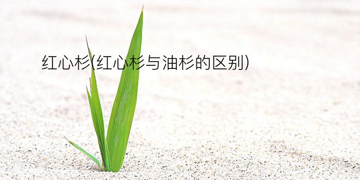 红心杉(红心杉与油杉的区别)