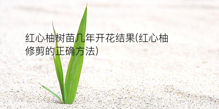 红心柚树苗几年开花结果(红心柚修剪的正确方法)