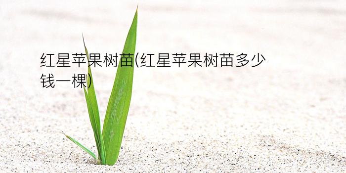 红星苹果树苗(红星苹果树苗多少钱一棵)