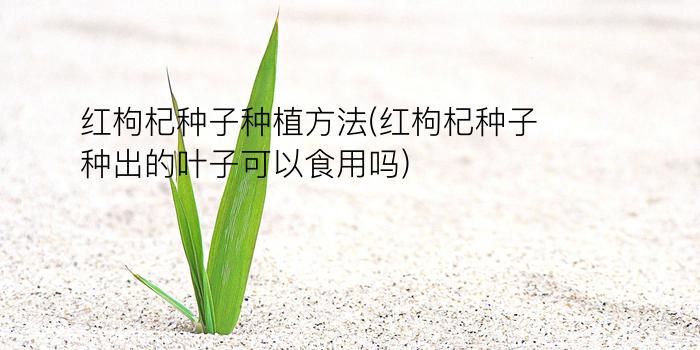 红枸杞种子种植方法(红枸杞种子种出的叶子可以食用吗)