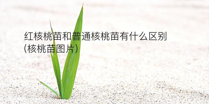 红核桃苗和普通核桃苗有什么区别(核桃苗图片)