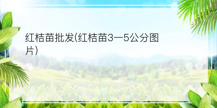 红桔苗批发(红桔苗3一5公分图片)