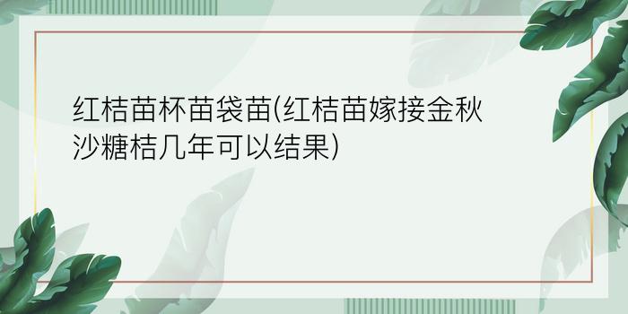 红桔苗杯苗袋苗(红桔苗嫁接金秋沙糖桔几年可以结果)