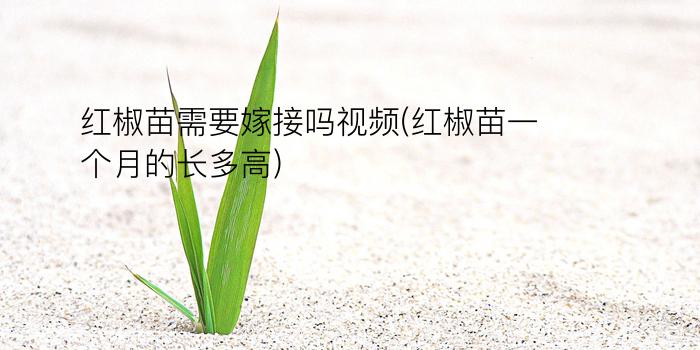 红椒苗需要嫁接吗视频(红椒苗一个月的长多高)